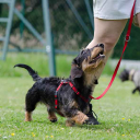 Greatest K9 - Dog & Puppy Training logo