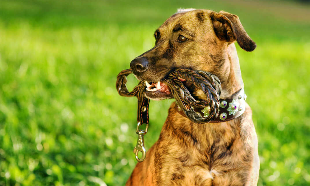 Leash Training for Dogs