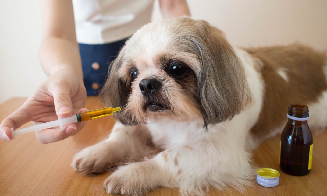 Veterinary Medicine Diploma