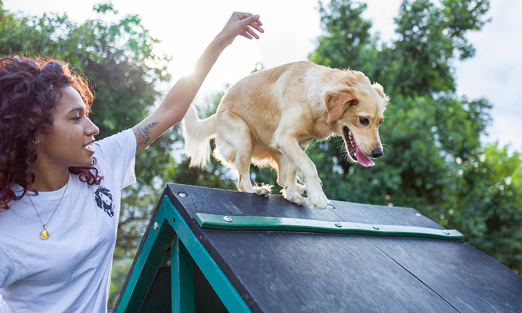 Dog Training