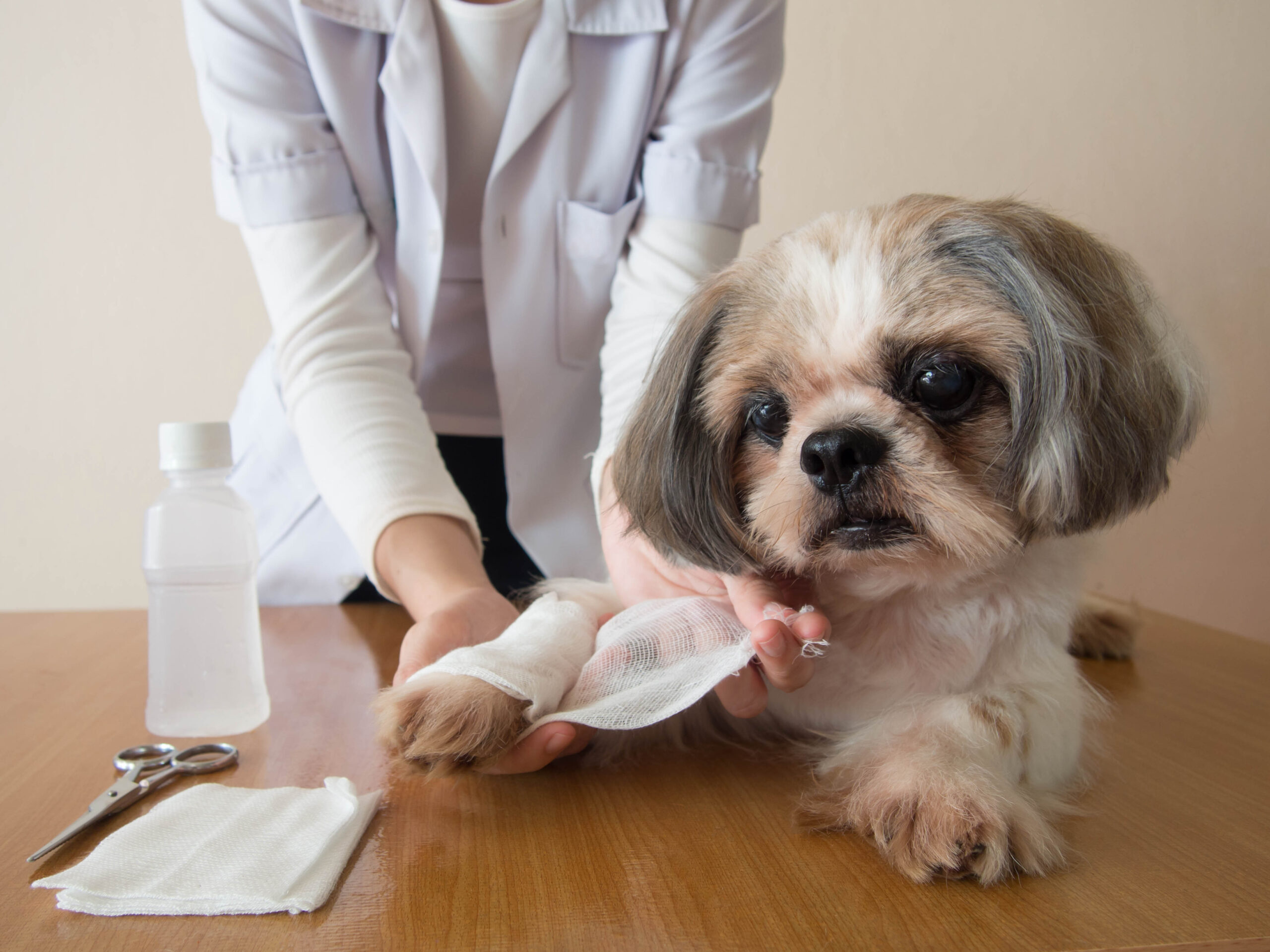 Dog Health Care