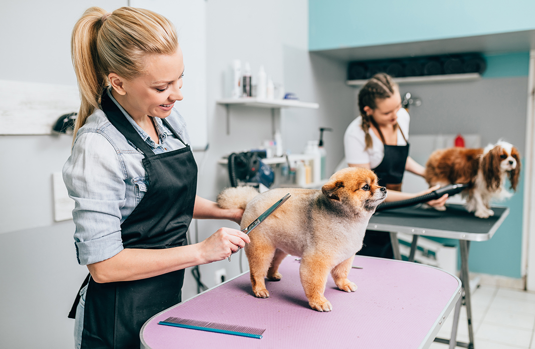 Basics of Dog Grooming