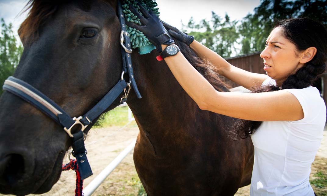 Horse Care: Nursing, Stable and Manure Management