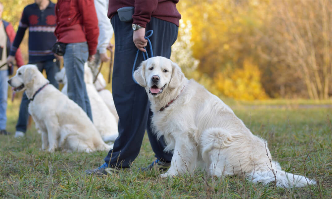 Dog Training Diploma