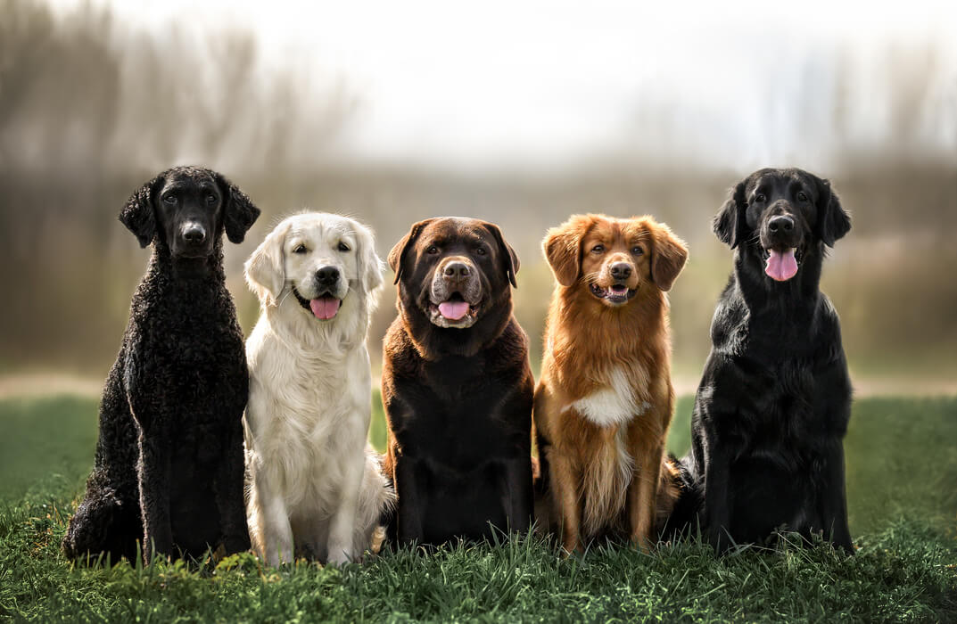 Introduction to Dog Breeds and Basic Anatomy