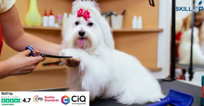 Level 7 Advanced Diploma in Dog Grooming - QLS Endorsed
