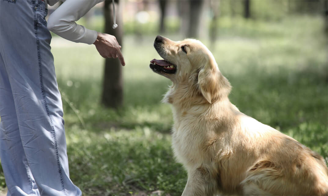 Professional Dog Trainer