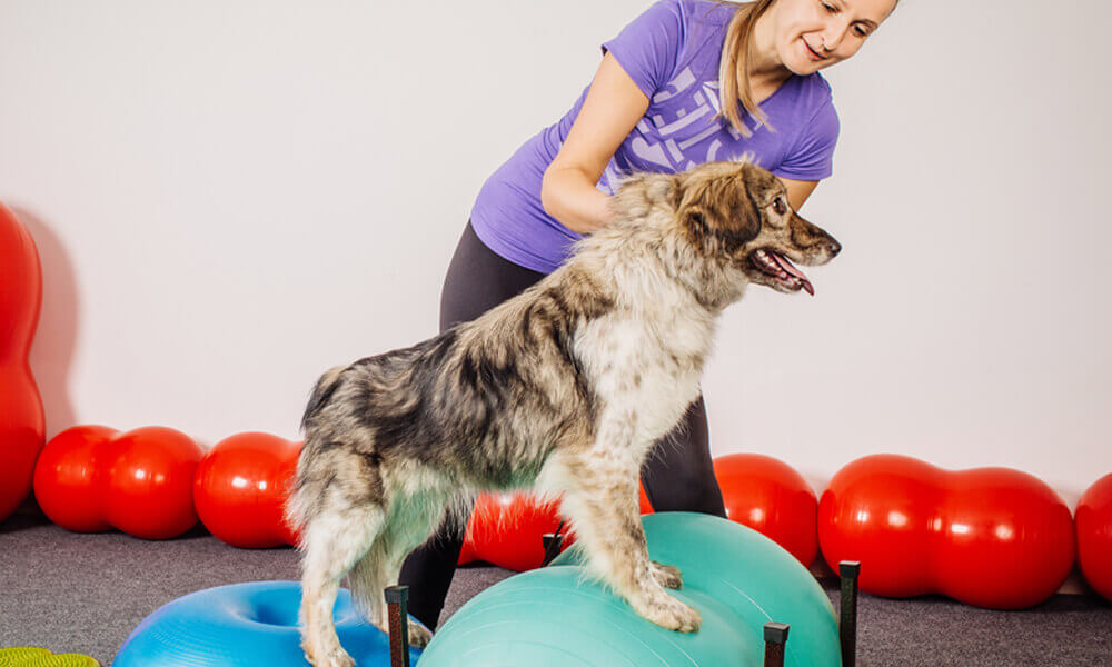 Dog Trainer - 8 Courses Complete Bundle