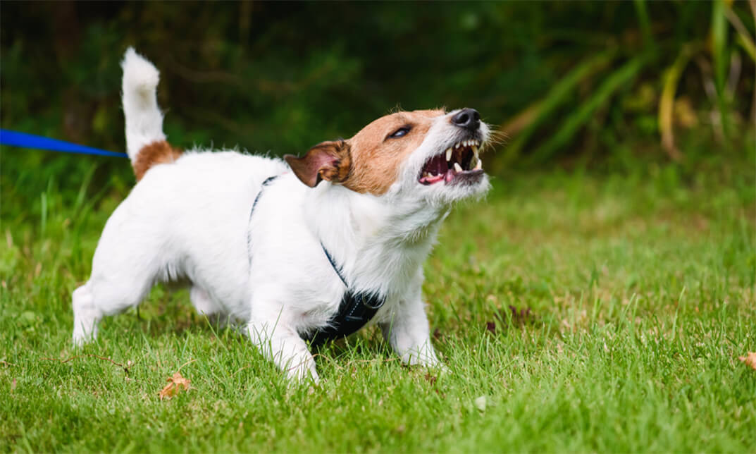 Dog Training - Stop Dog Barking