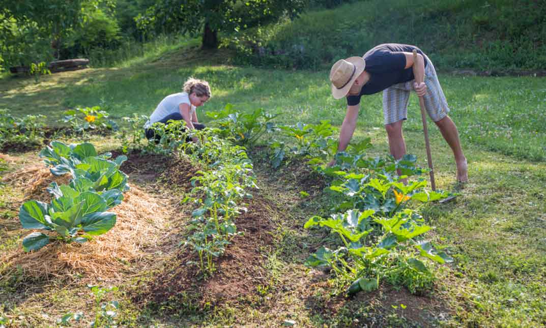 Beginner's Guide to Garden Design