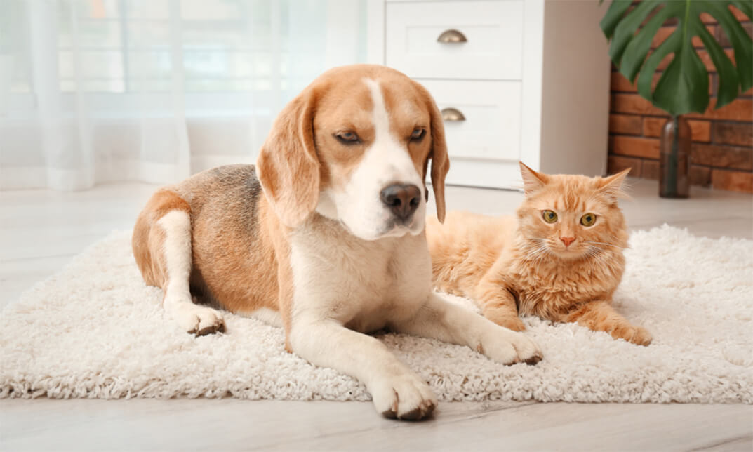 Canine and Feline Behaviour Course