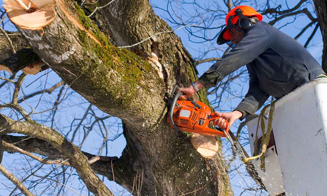 Arboriculture Training