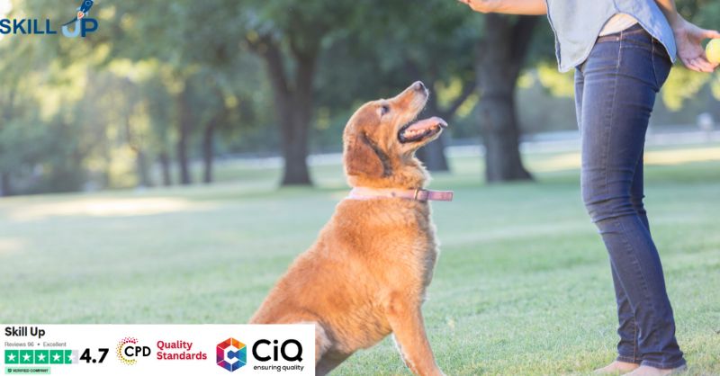 Advanced Diploma in Dog Behaviour and Training at QLS Level 7
