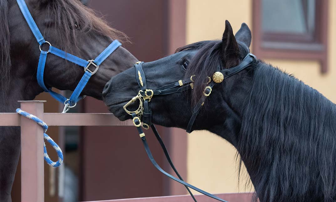 Equine Behaviour and Psychology