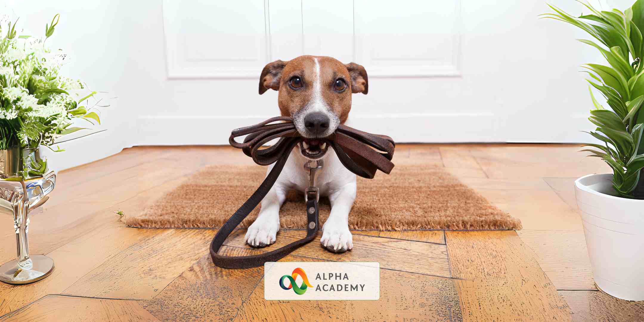 Dog Care and Training Course