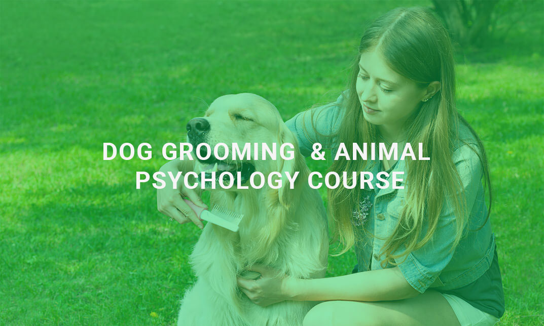 Dog Grooming & Behaviour Psychology Course