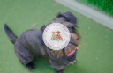 Kirsty'S Pet Behaviour & Training Clinic logo