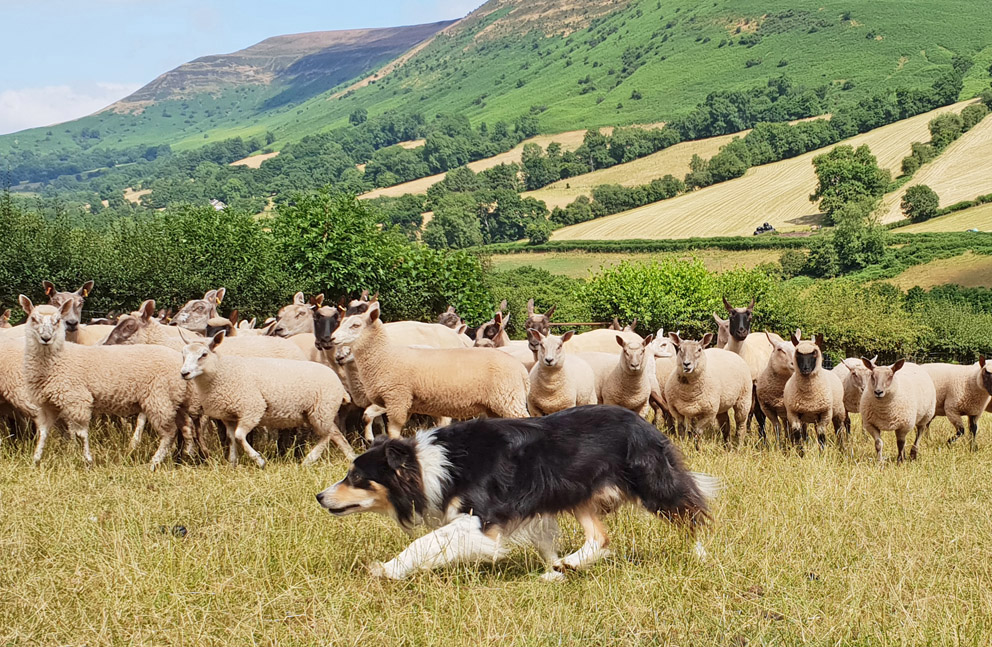 Sheepdog Experience with Good Day Out