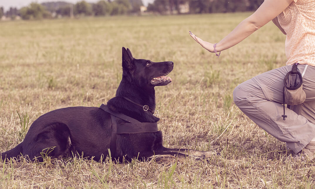 Dog Training Accredited Diploma