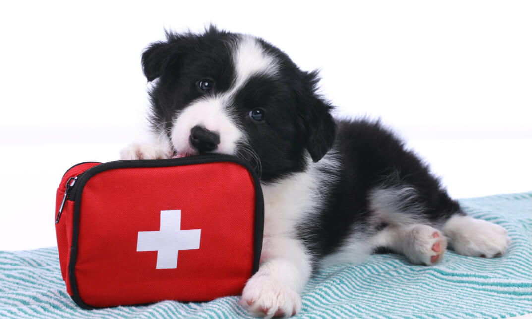 First Aid for Pets