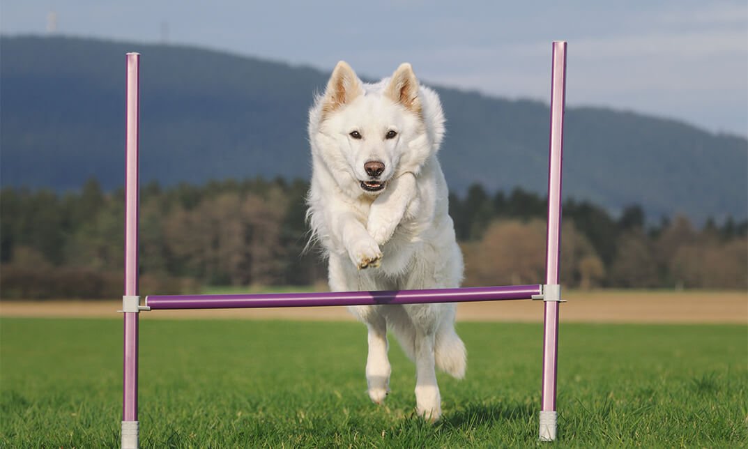 Show Dog Training Diploma Course