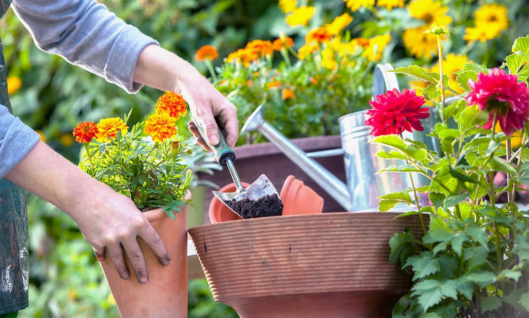 Professional Diploma in Gardening