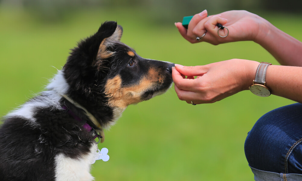 Dog Training - Running A Dog Training Business