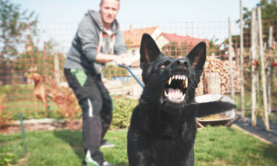 Dog Behaviour: Stop Dog Barking