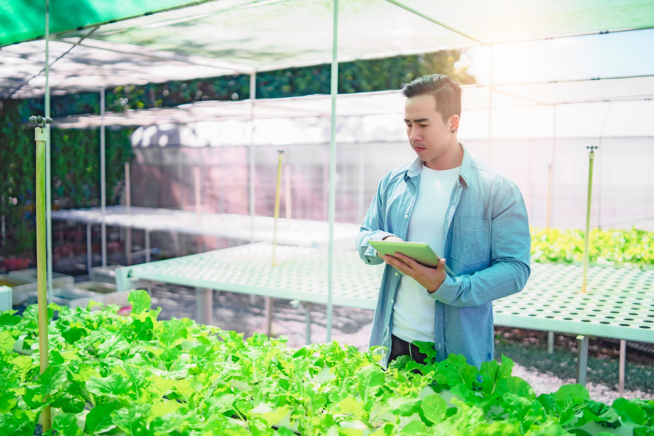 Build Your Own Home Hydroponic Farm