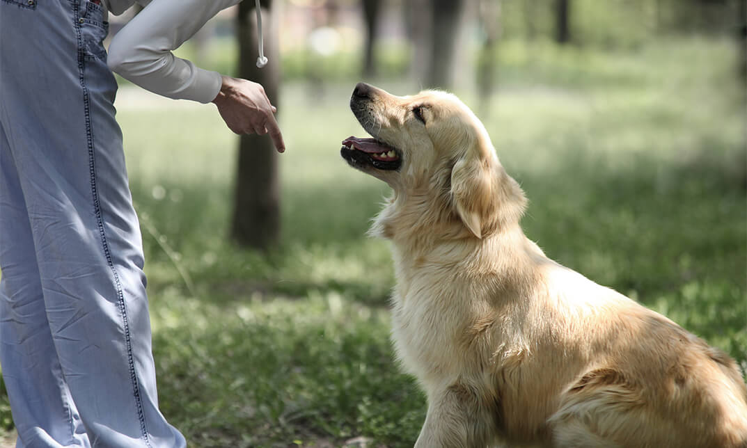 Dog Training Extended Diploma