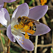 Tiger Hall Bees logo