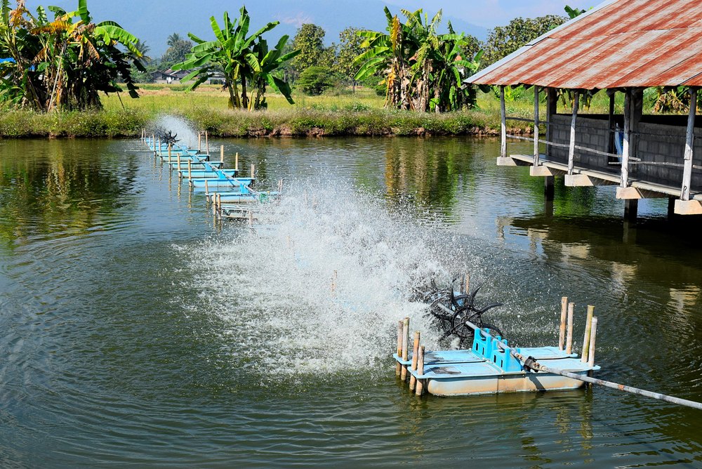 Aquaculture & Fisheries Management: Sustainable Practices