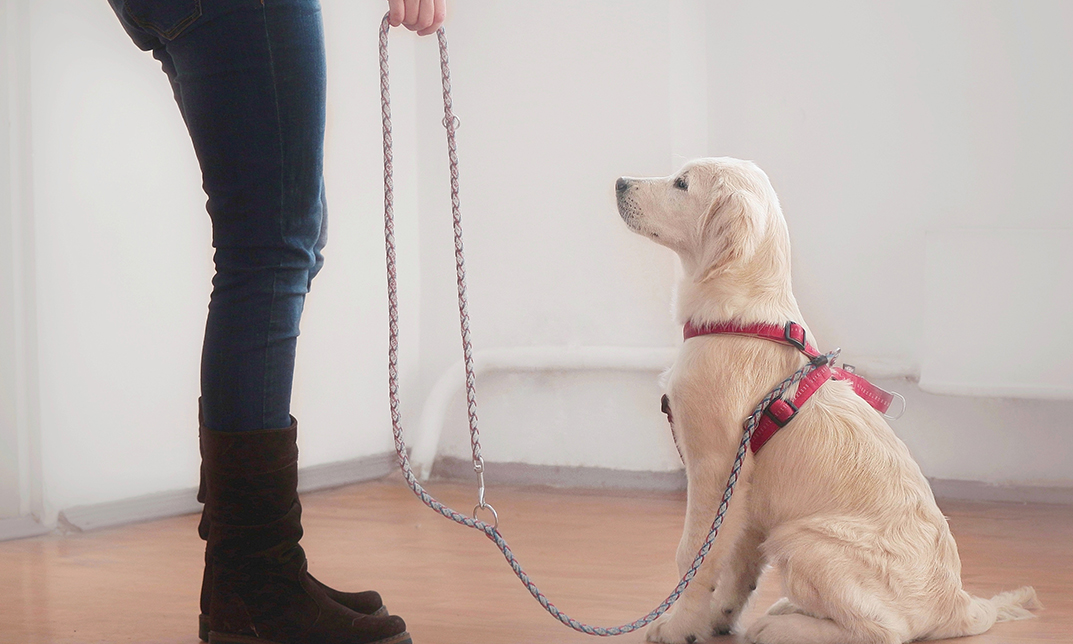 Dog Leash Training