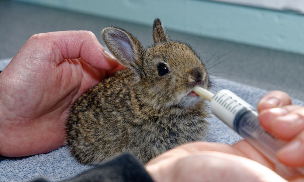 Rehabilitation For Wildlife Training