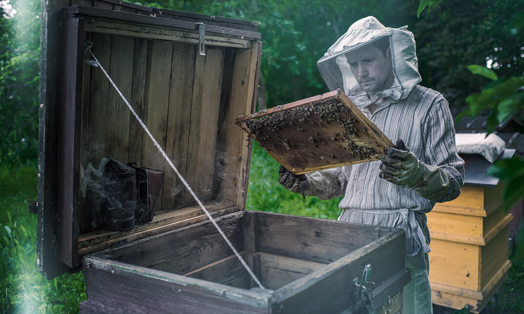 Diploma in Bee Farming