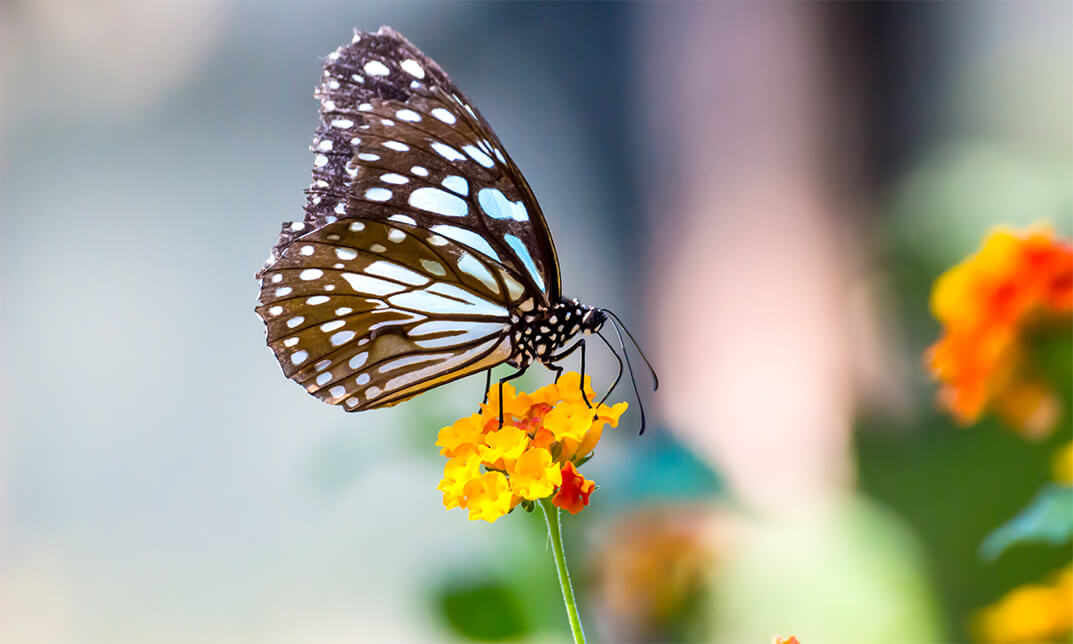 How to Attract Butterfly to the Garden