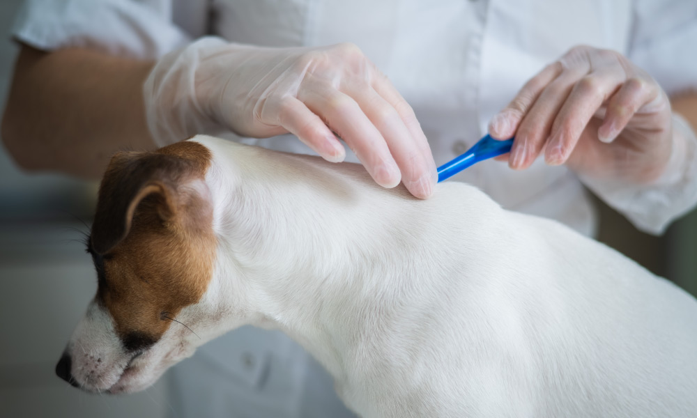 Training for Dog Parasite Care