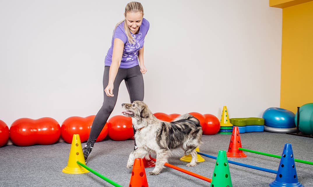 Dog Agility Training