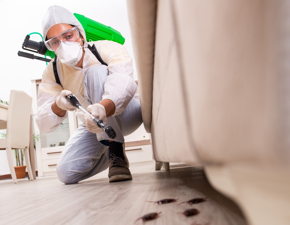 Pest Control Guide: Keeping Your Home Bug-Free