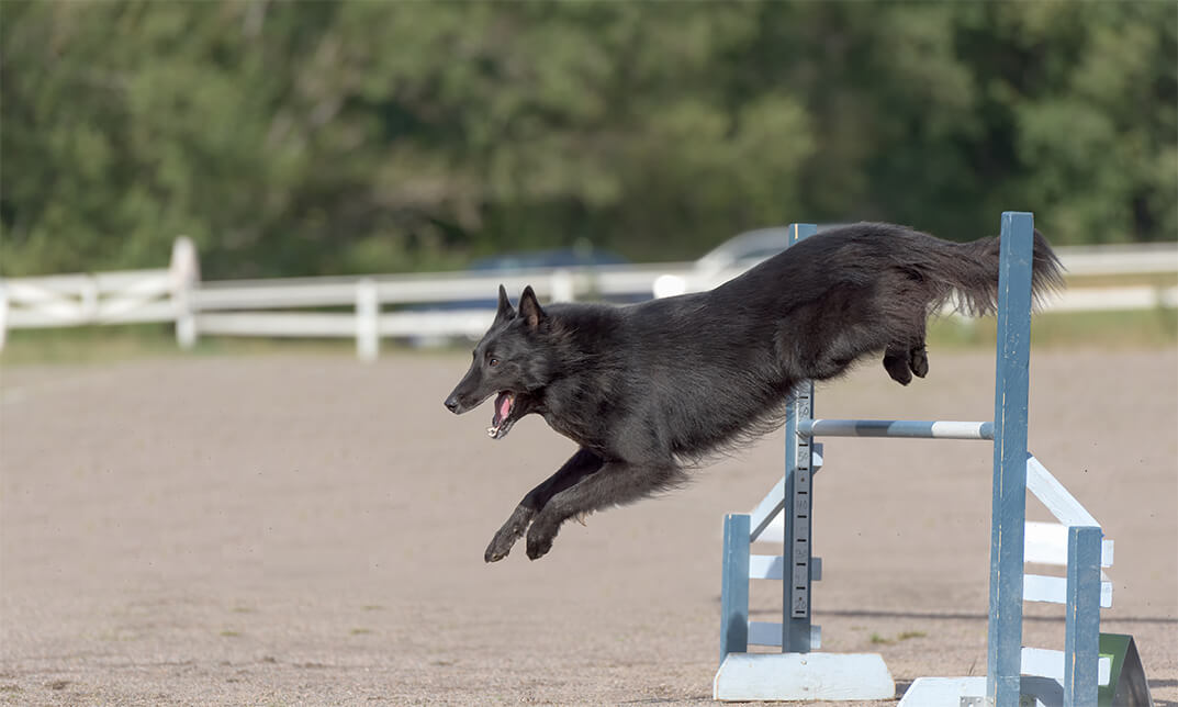 Show Dog Training Diploma