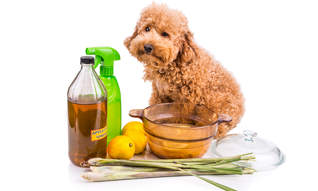 Natural Remedies for Dog