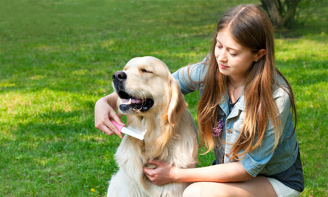 Diploma in Dog Care & Grooming