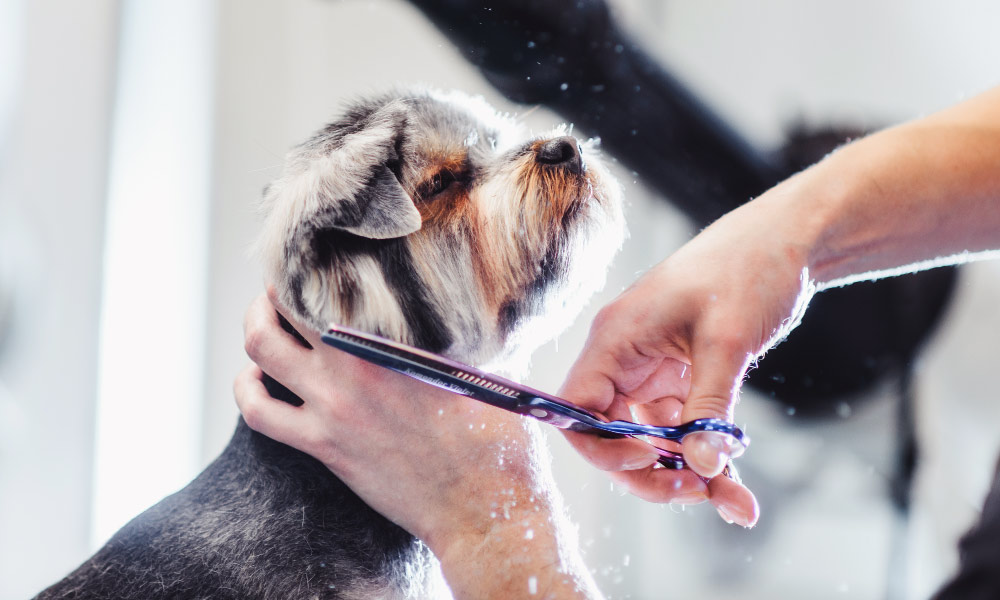 Dog Grooming Training