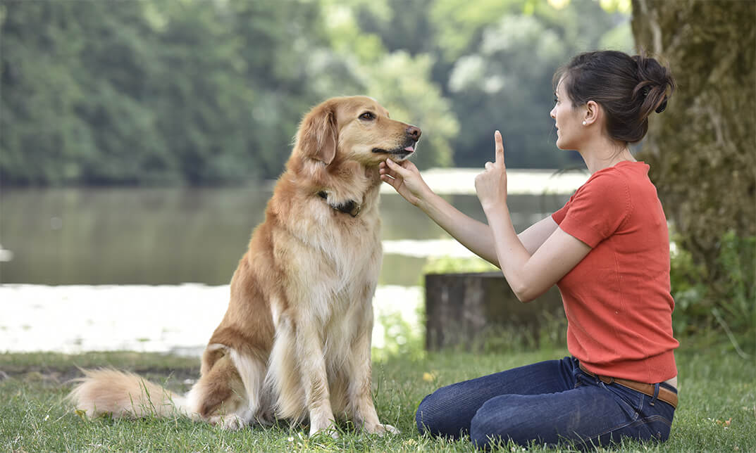 Dog Training Course: Stop Dog Barking