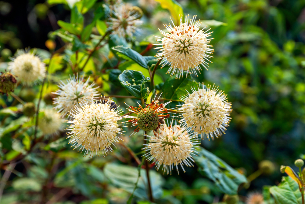 Ethnobotany: Exploring the Relationship Between Plants & People