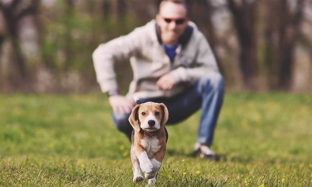 Puppy Training Basics