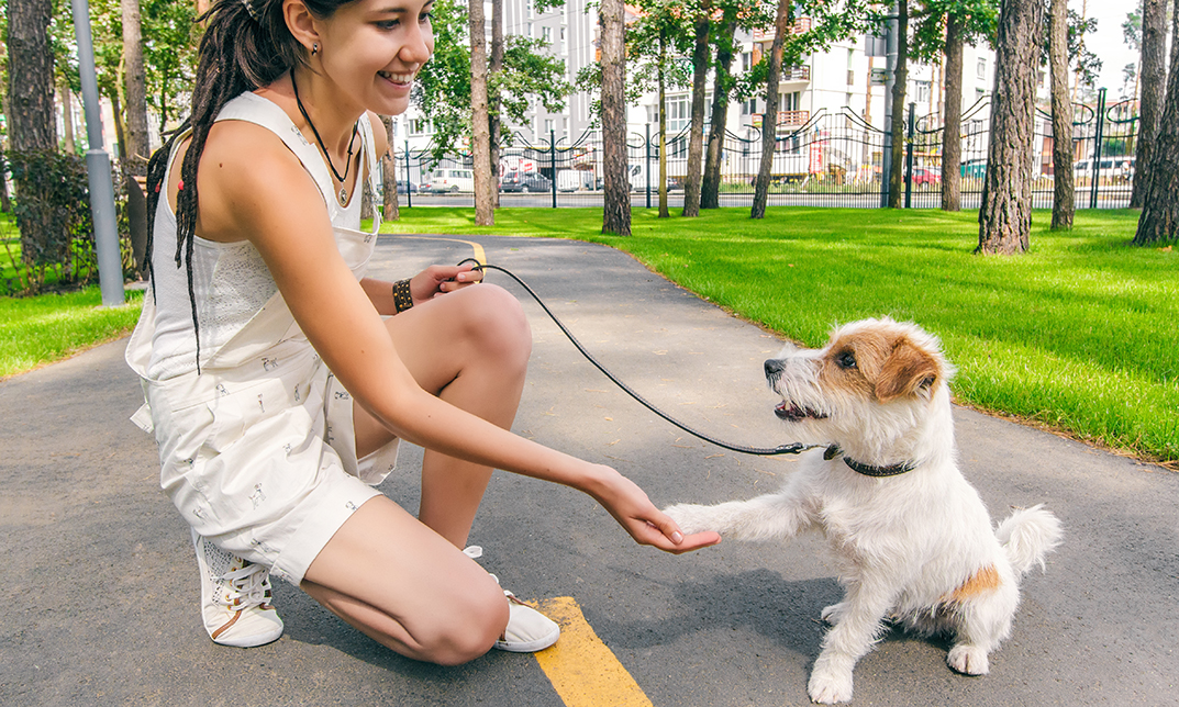 Dog and Puppy Training