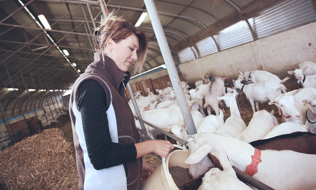 Goats Farming Course