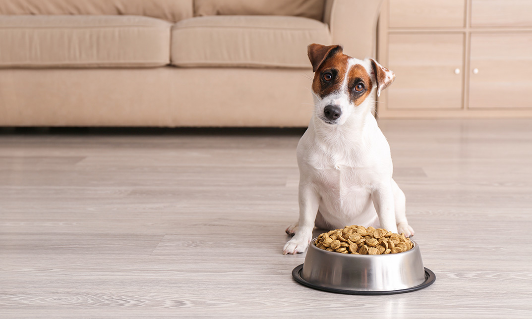 Accredited Dog Nutrition Course