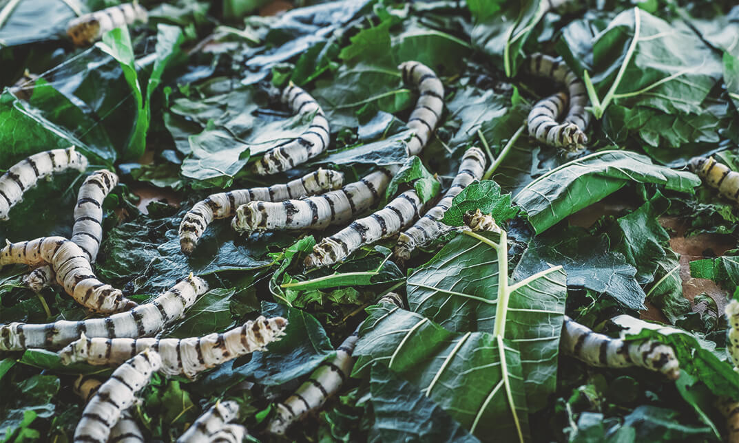 Worm Farming Course